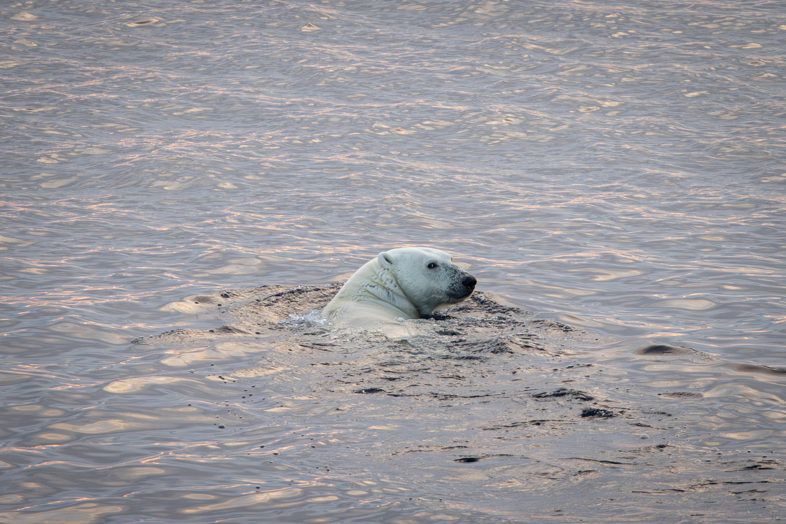 Eisbär