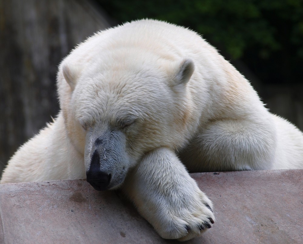 Eisbär