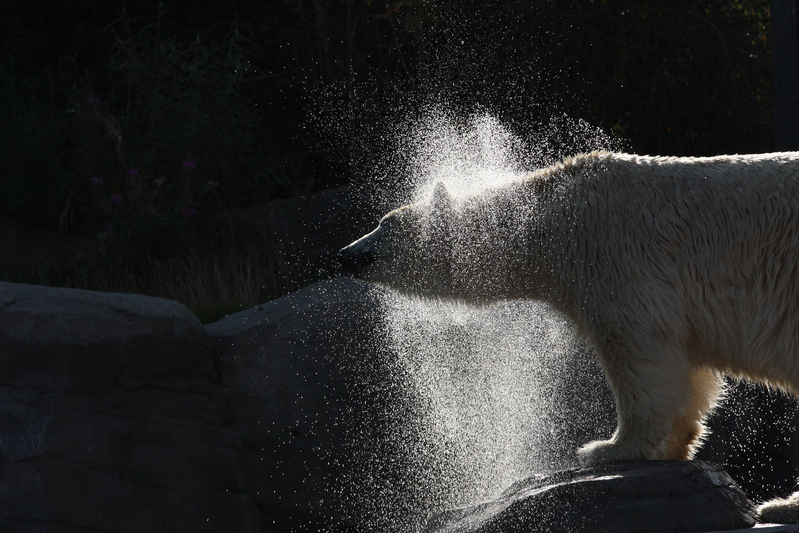 Eisbär