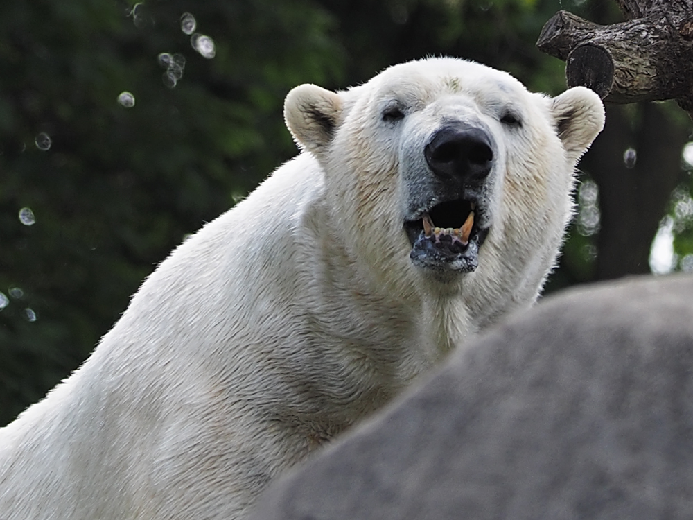 Eisbär