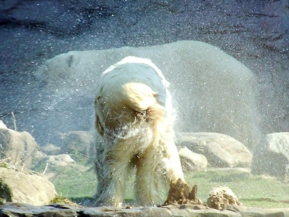 Eisbär, der sich das Wasser aus dem Pelz schüttelt