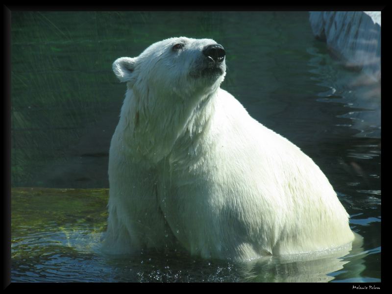 Eisbär der Wilhelma Stuttgart