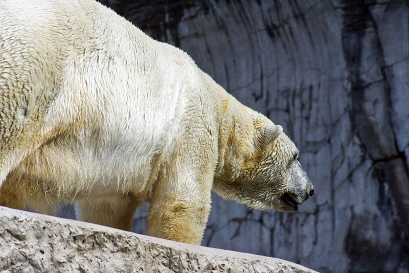 Eisbär