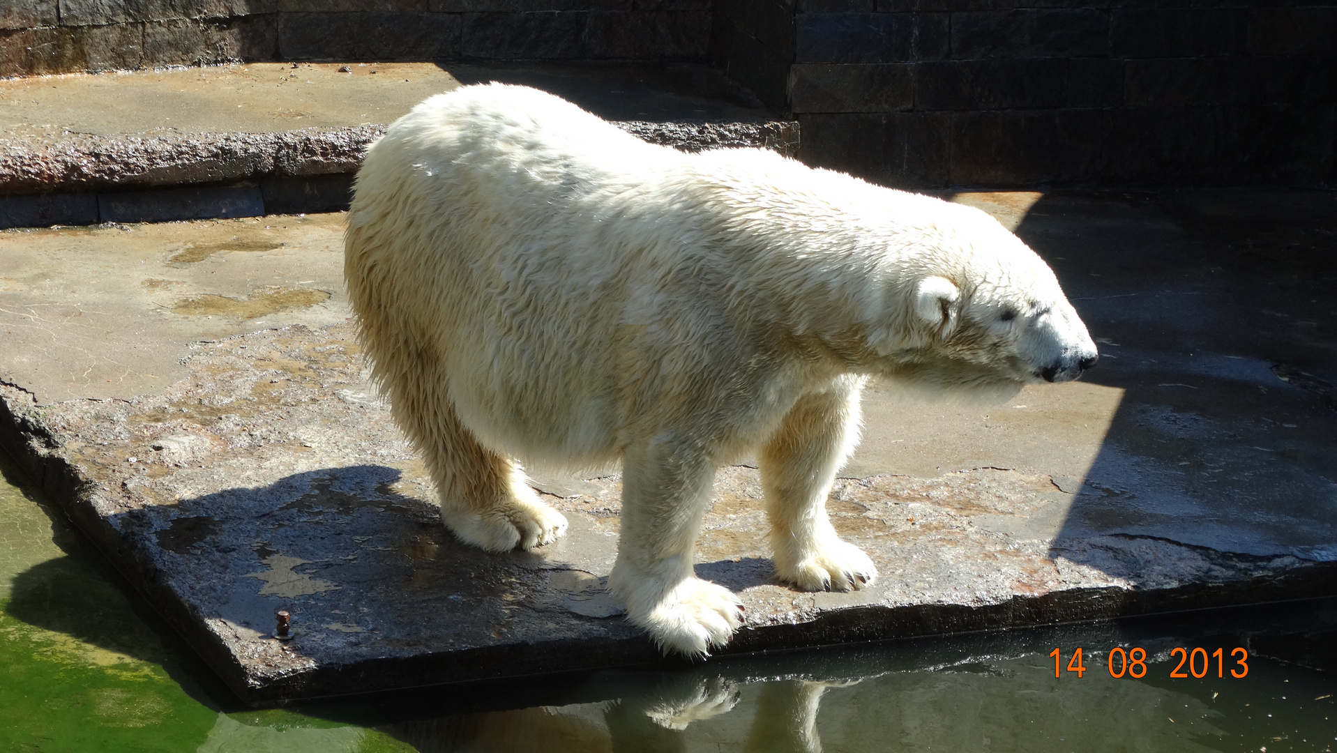 Eisbär die zweite