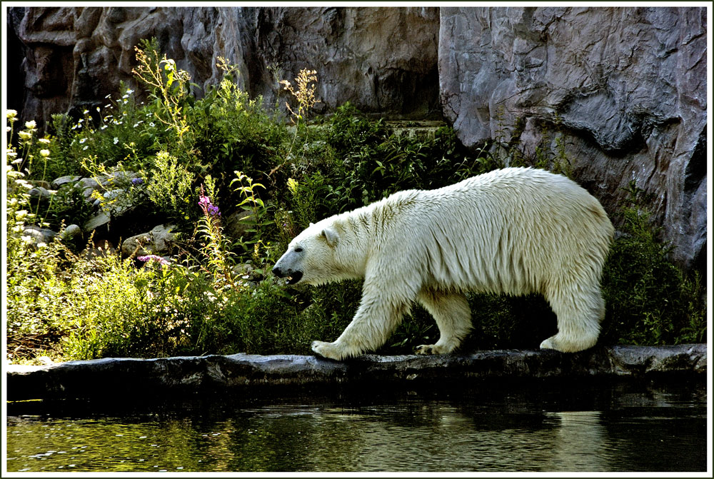 Eisbär  *Doris*