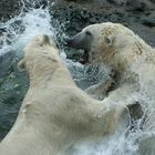 Eisbär Duell