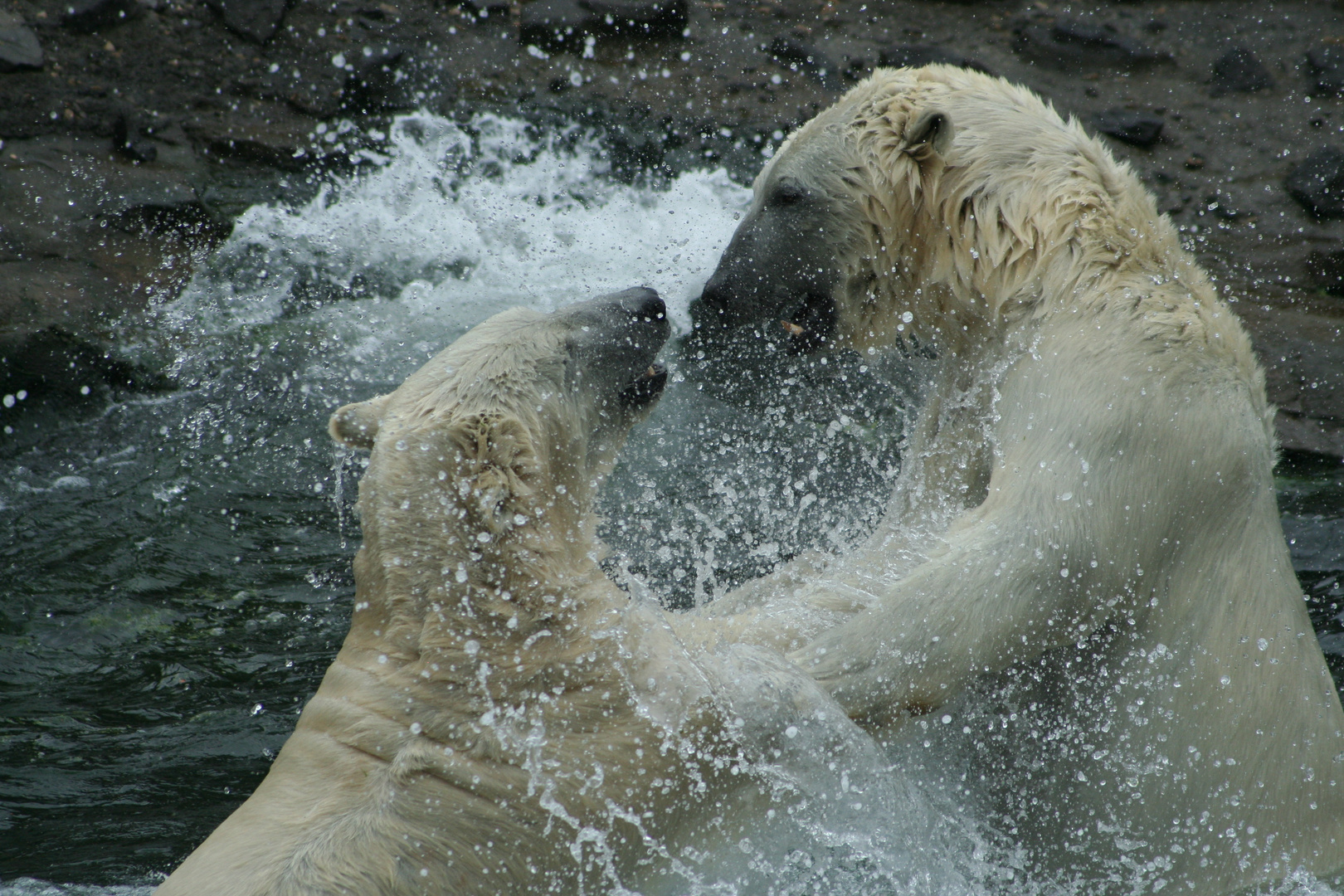 Eisbär Duell II