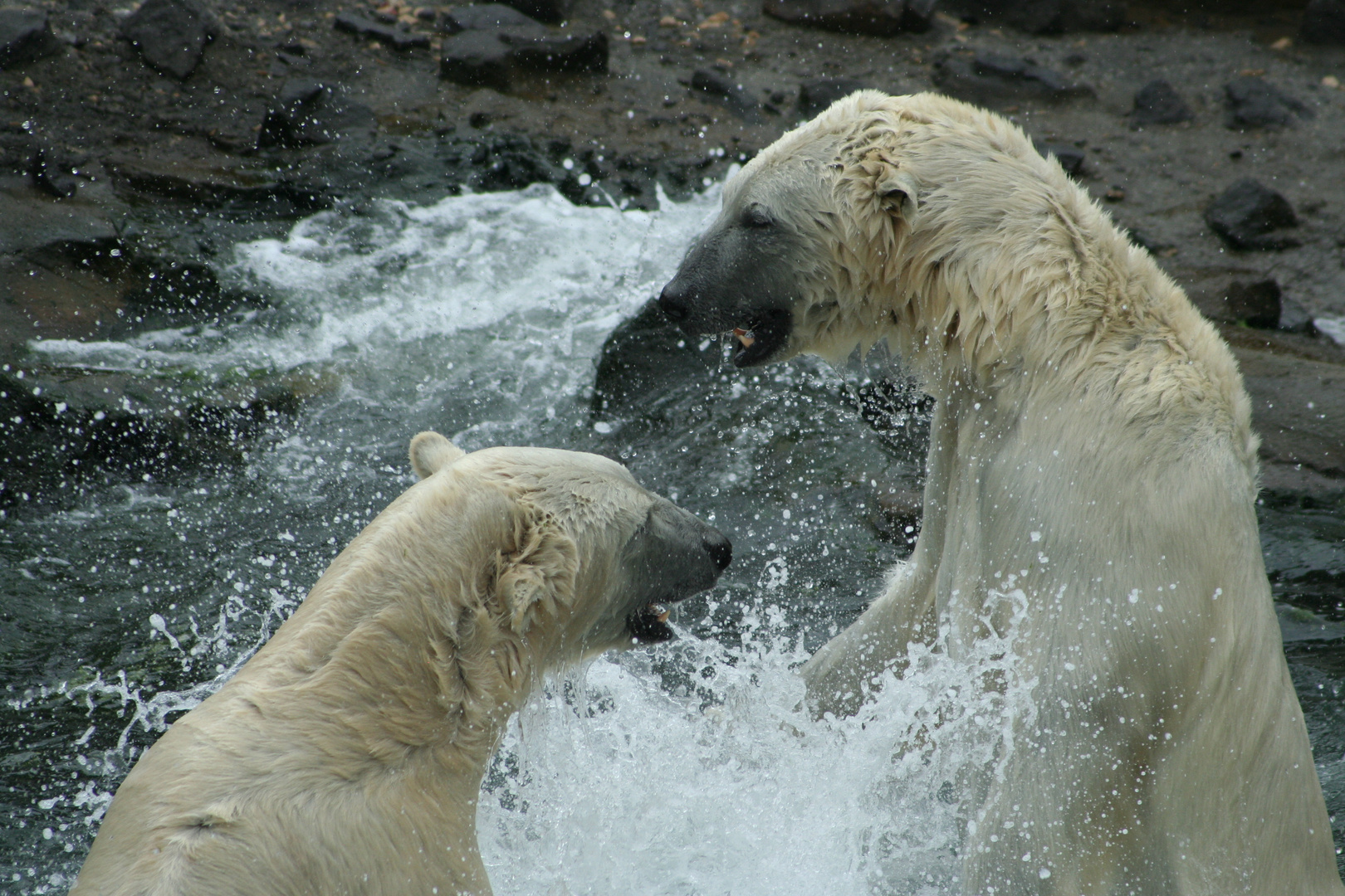 Eisbär Duell III