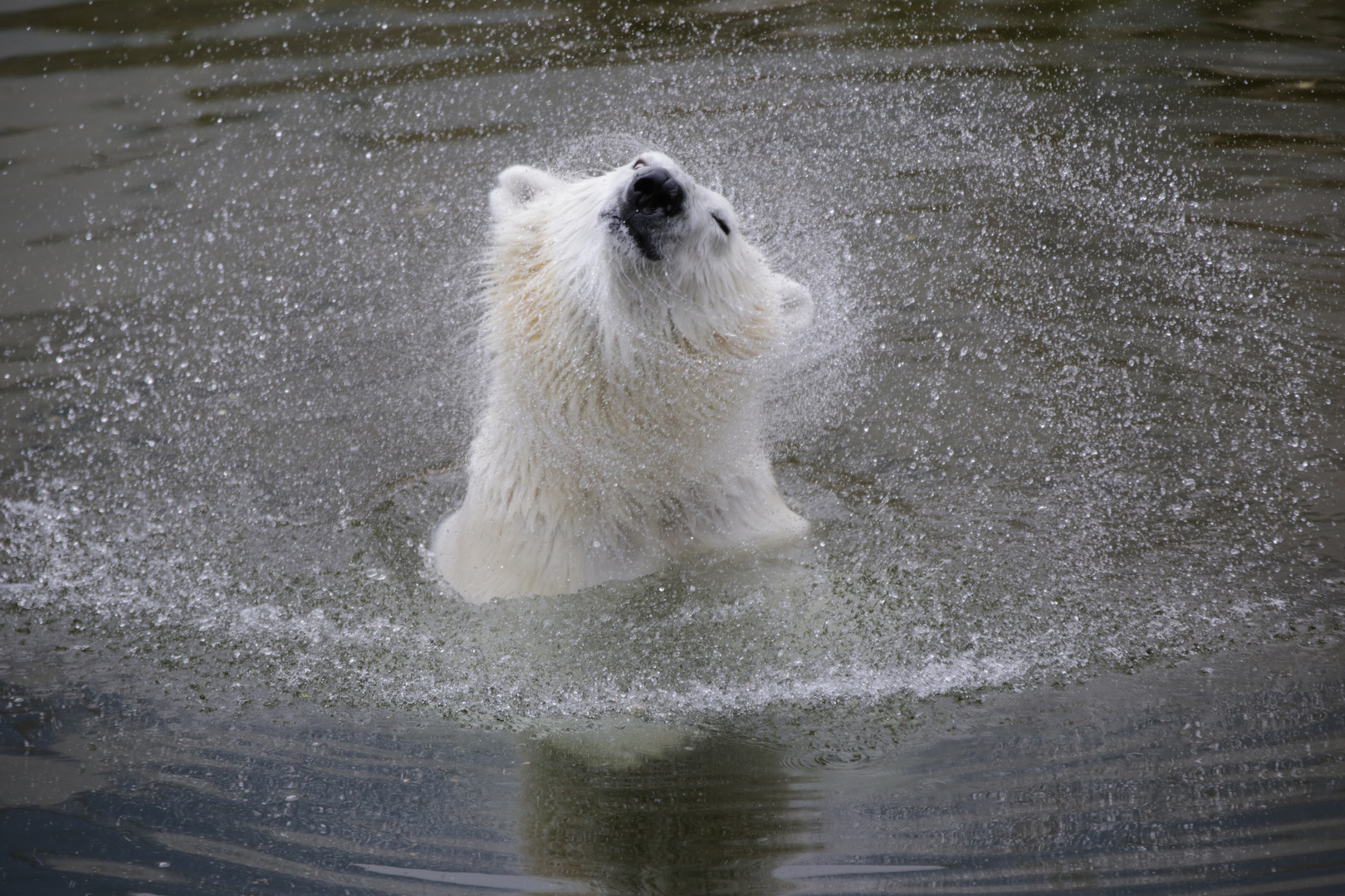 Eisbär