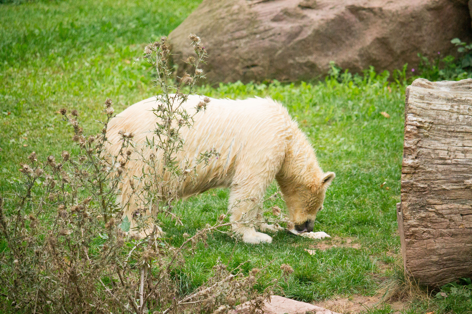 Eisbär