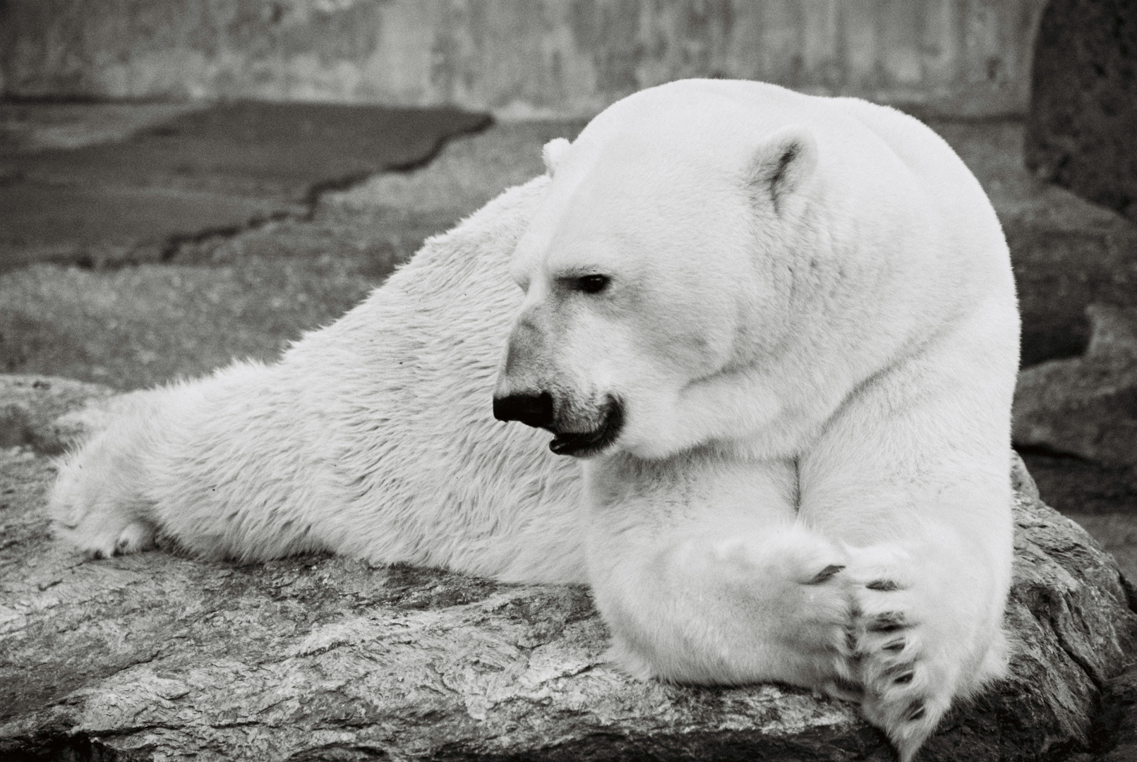 Eisbär