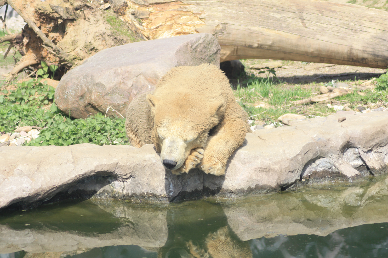 eisbär