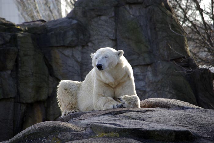 Eisbär