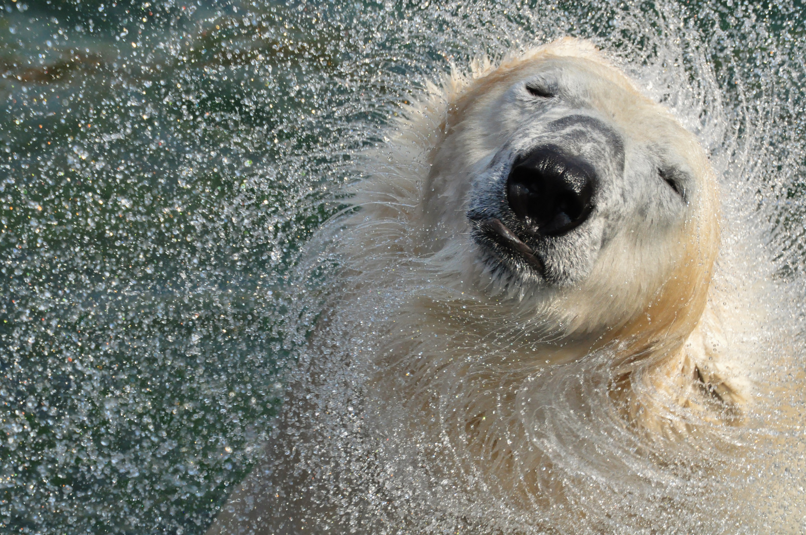 Eisbär