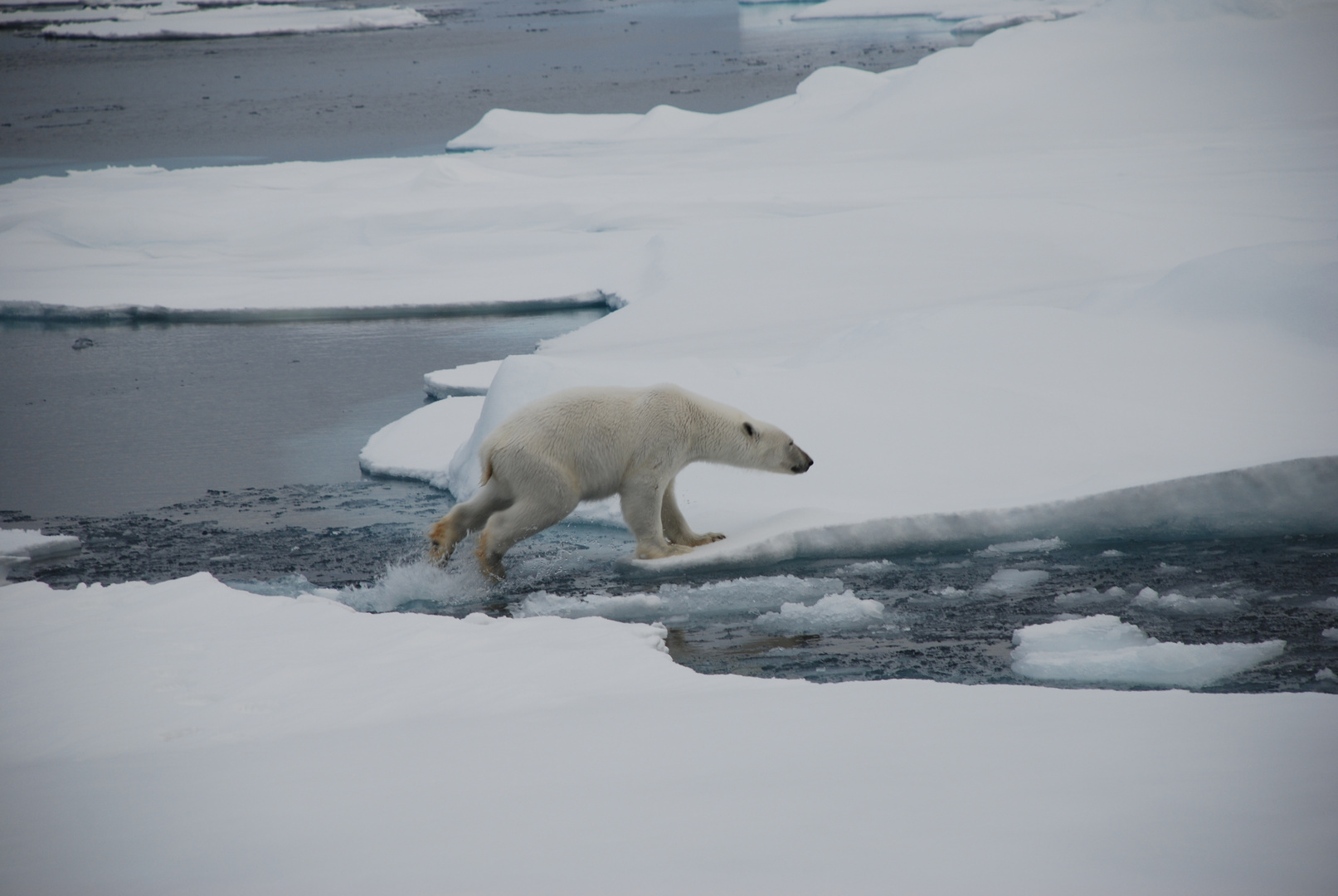 Eisbär