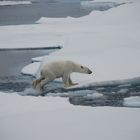 Eisbär