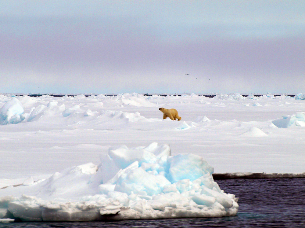 Eisbär