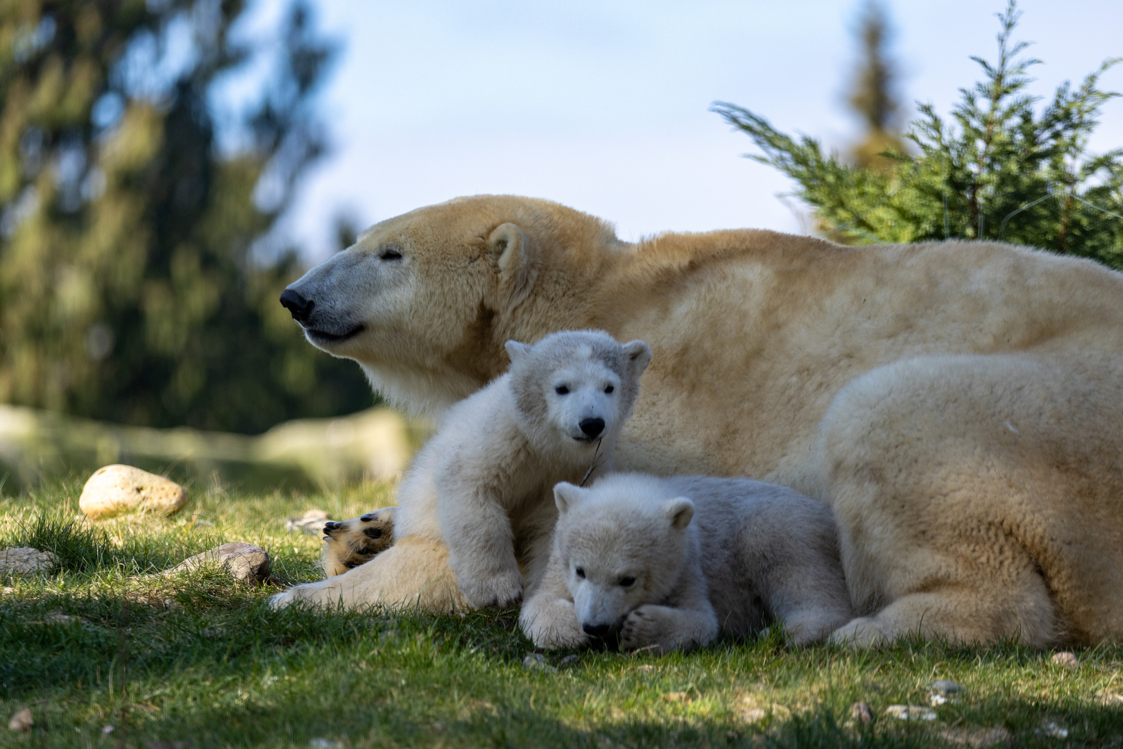 Eisbär