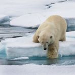 Eisbär