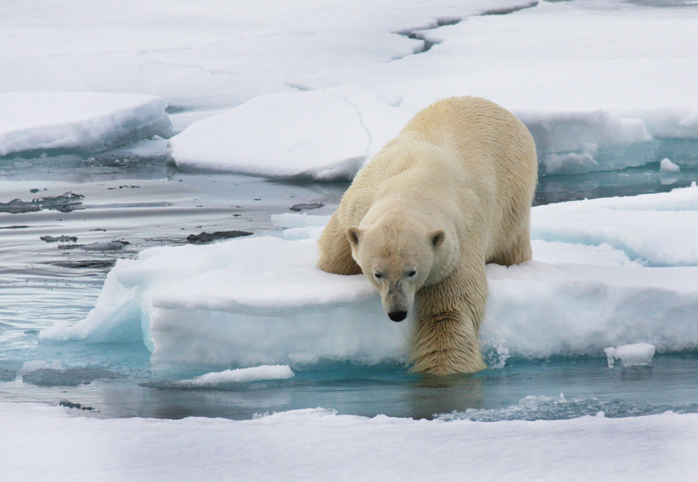 Eisbar Foto Bild Tiere Wildlife Natur Bilder Auf Fotocommunity