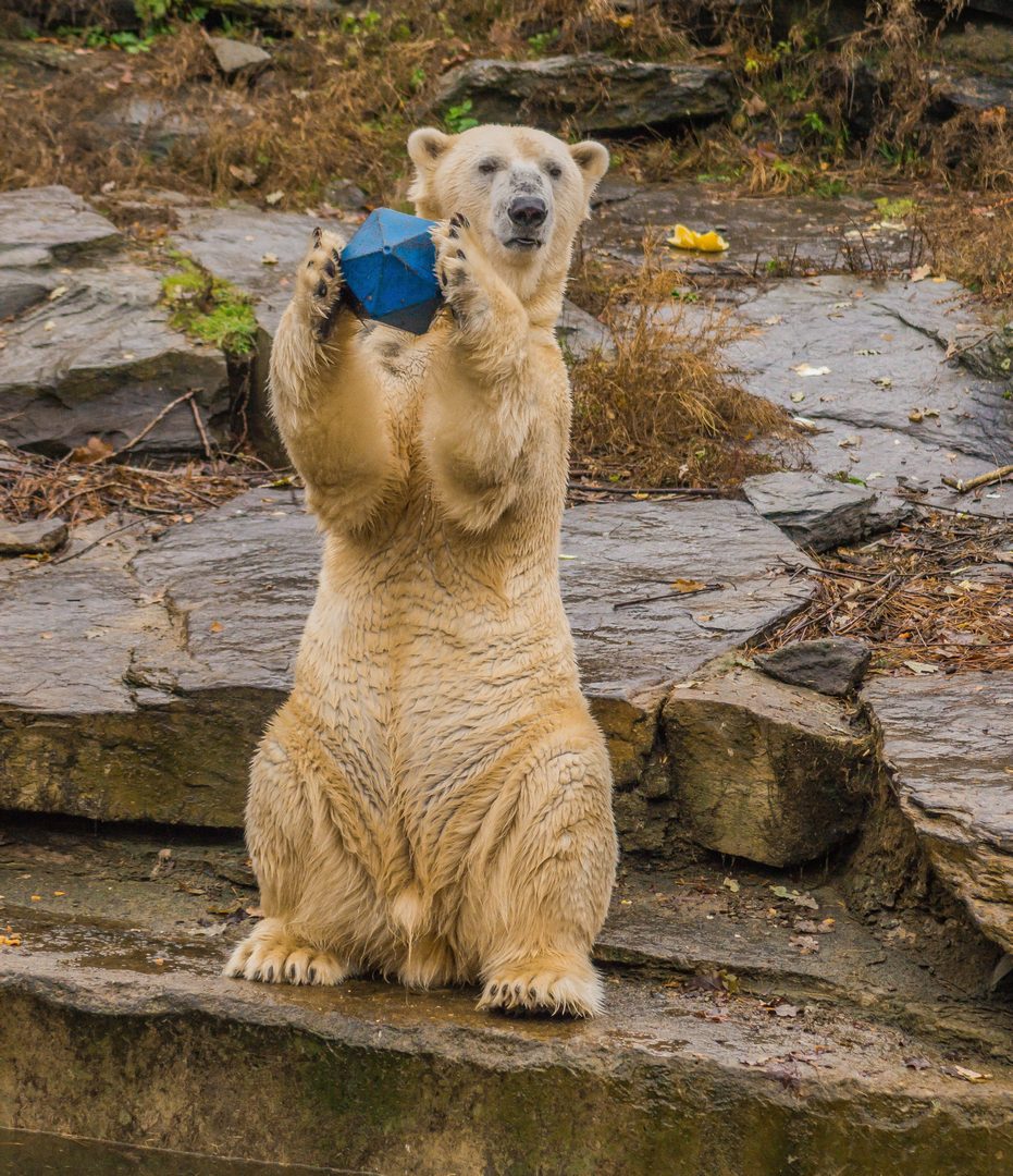 Eisbär 