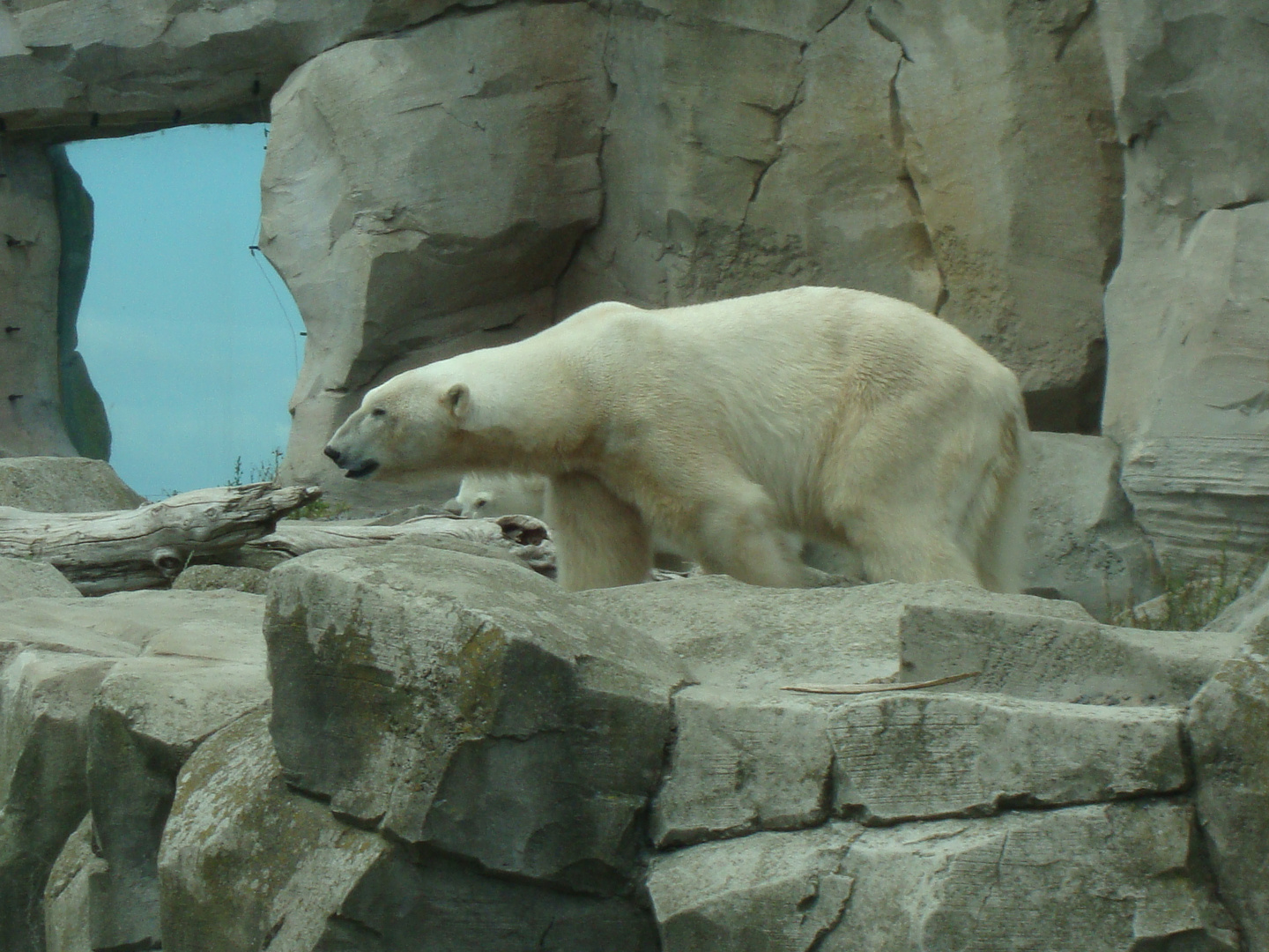 Eisbär