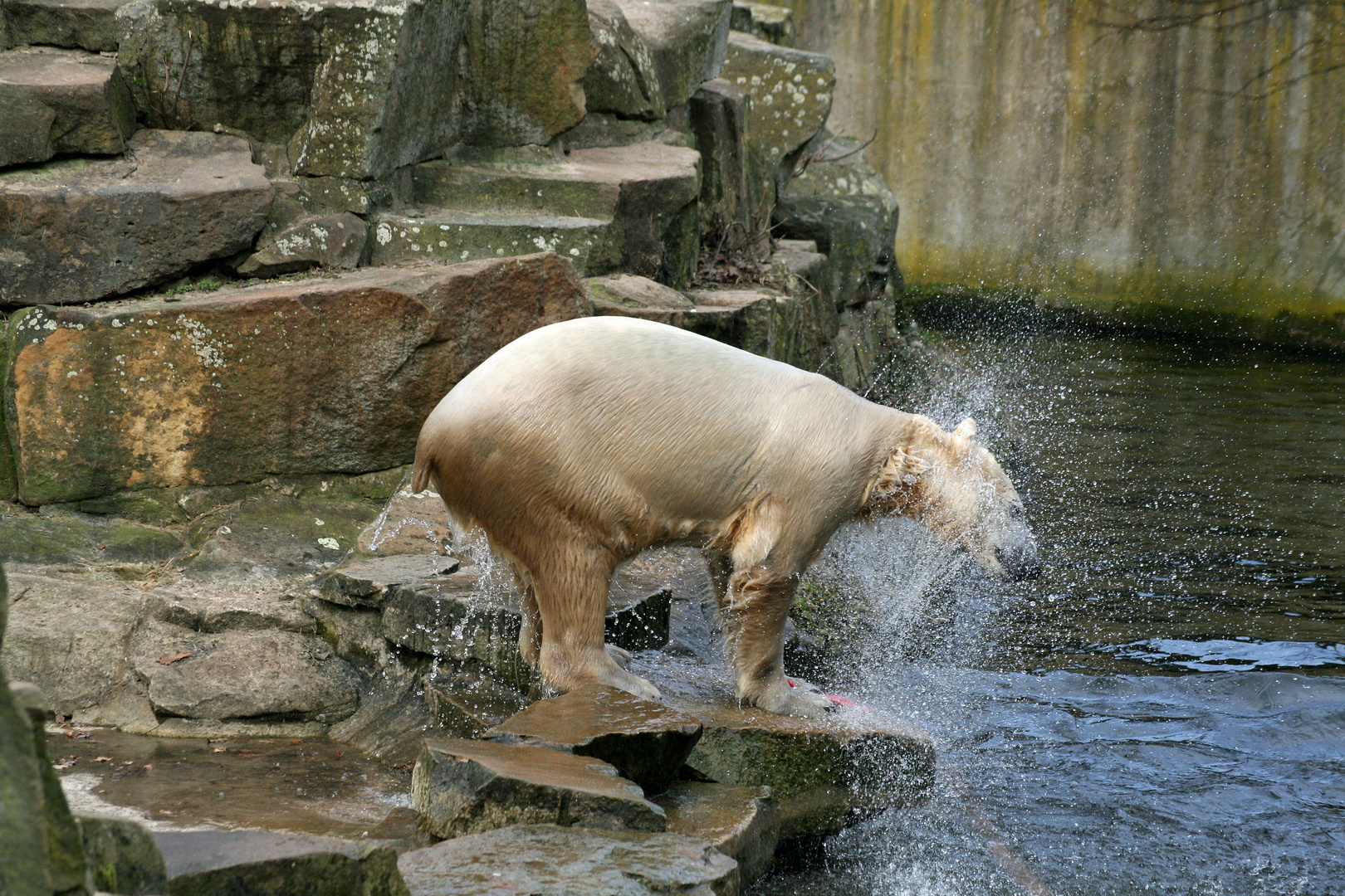 Eisbär 