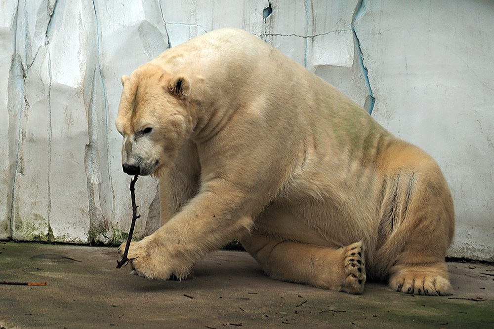 Eisbär