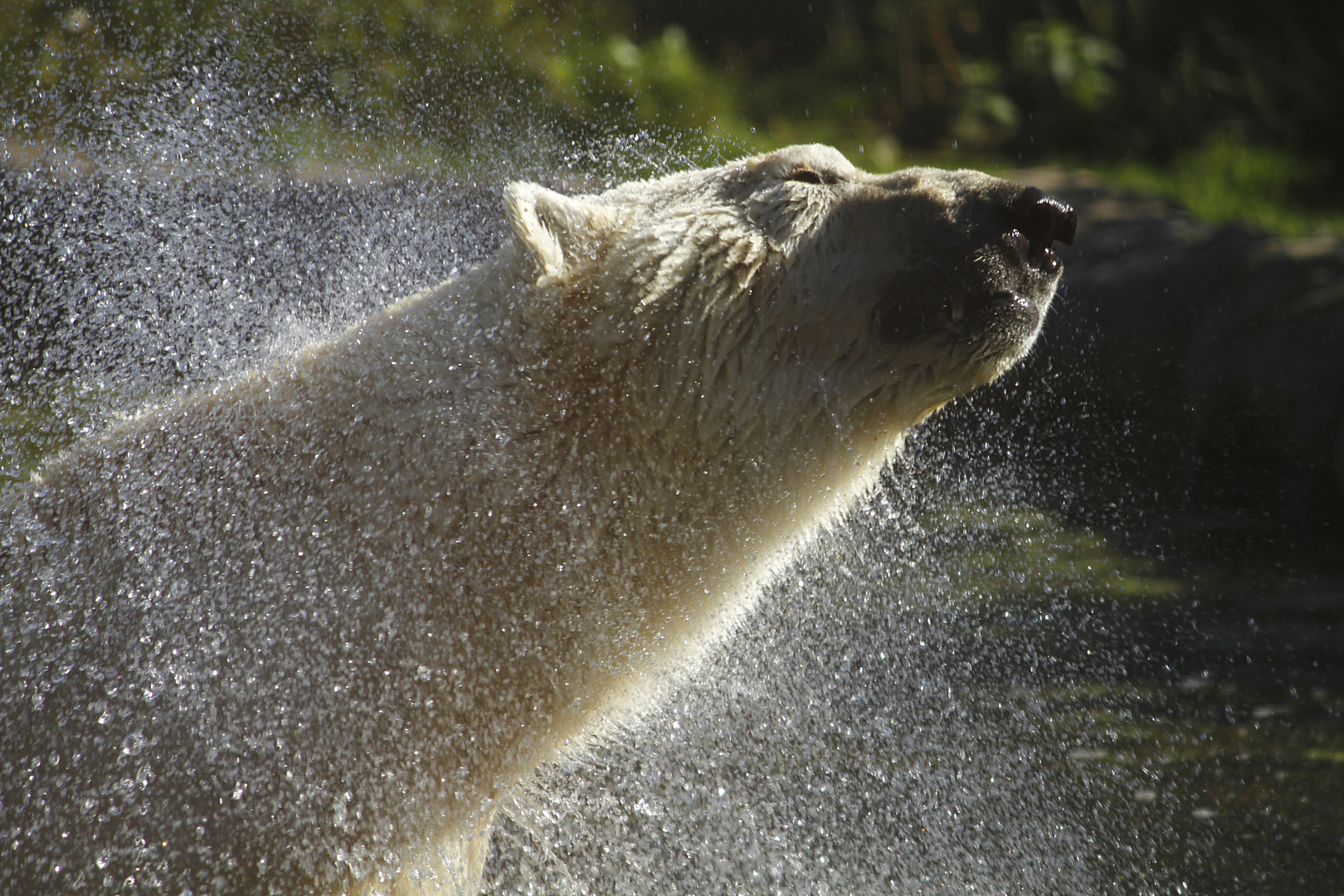 Eisbär