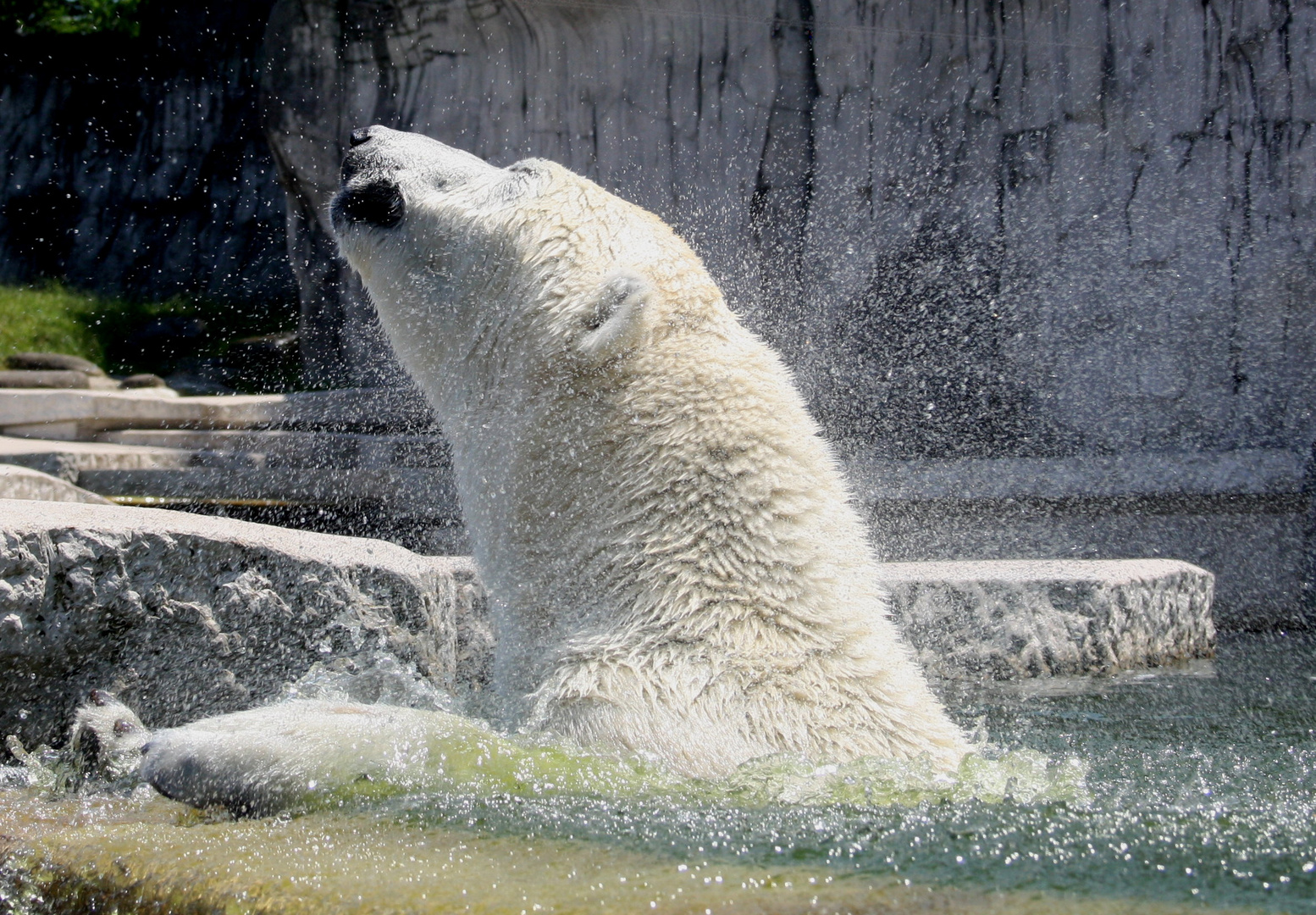 Eisbär