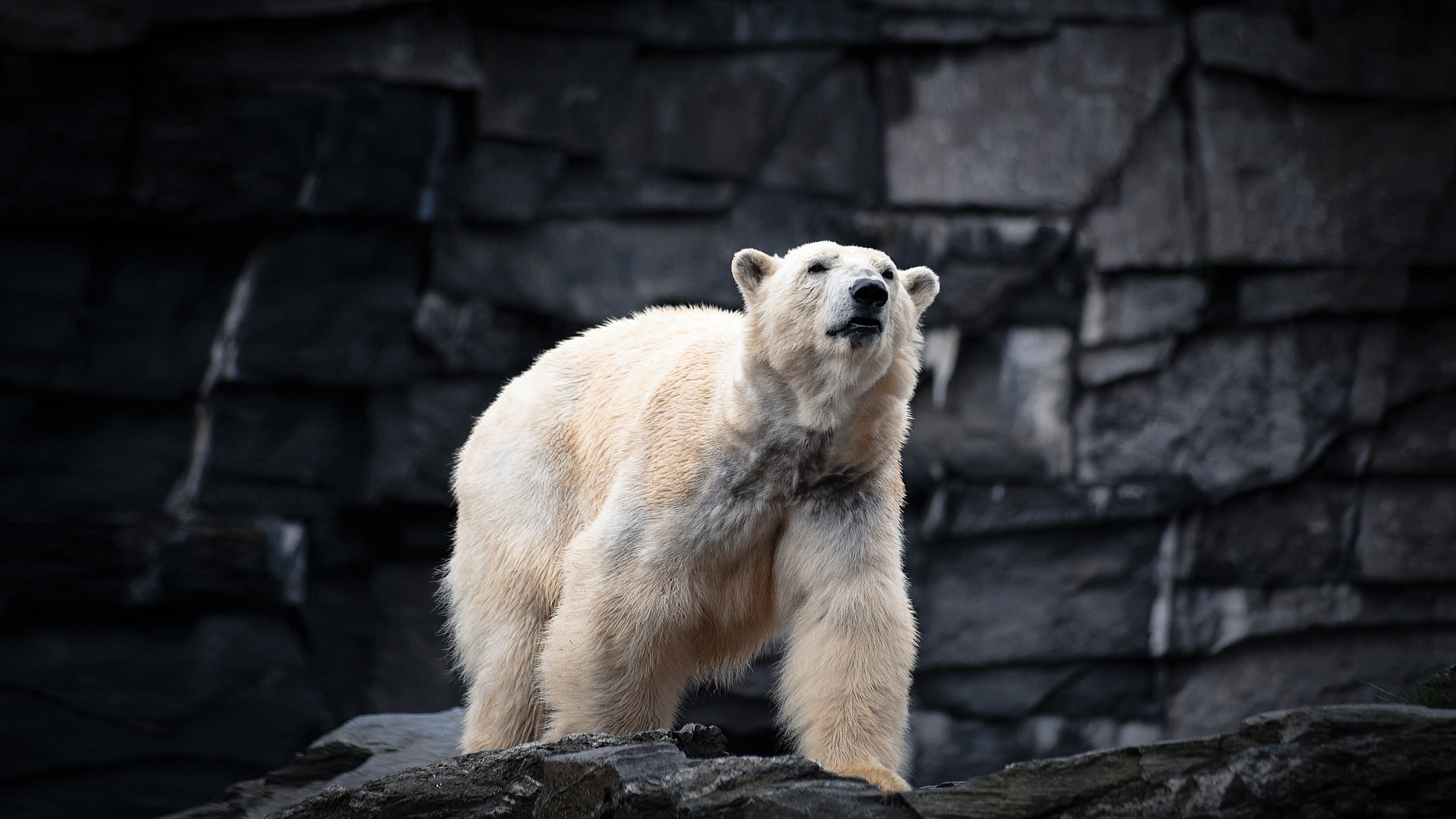 Eisbär