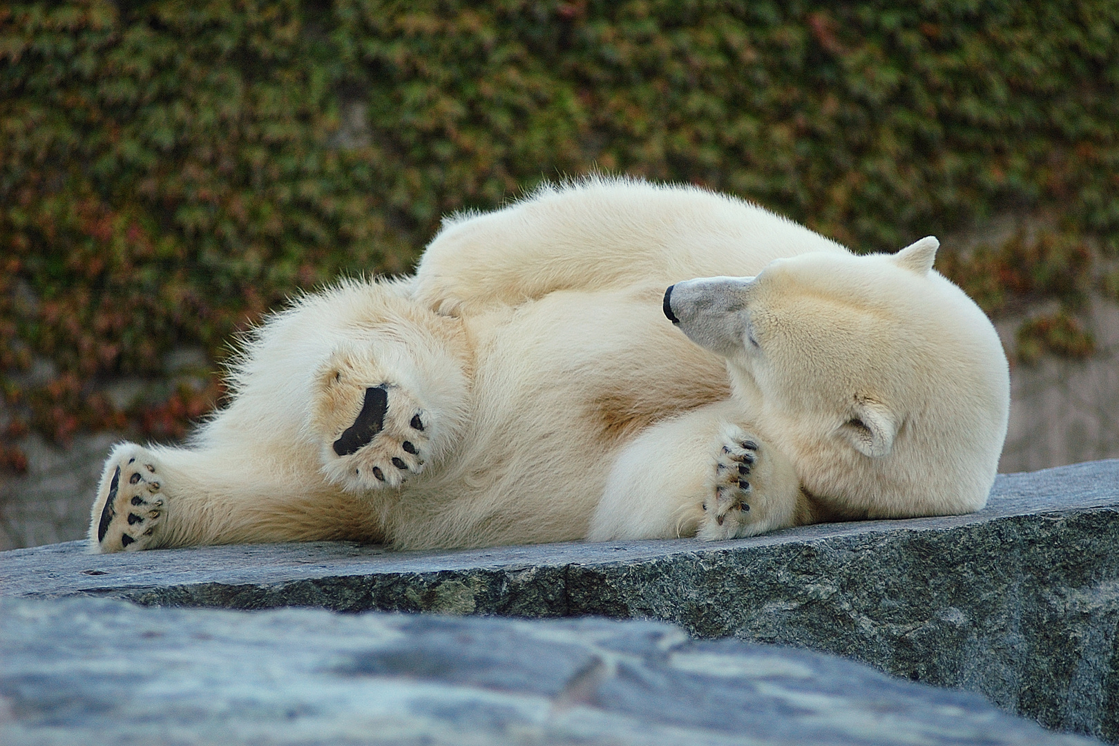 Eisbär