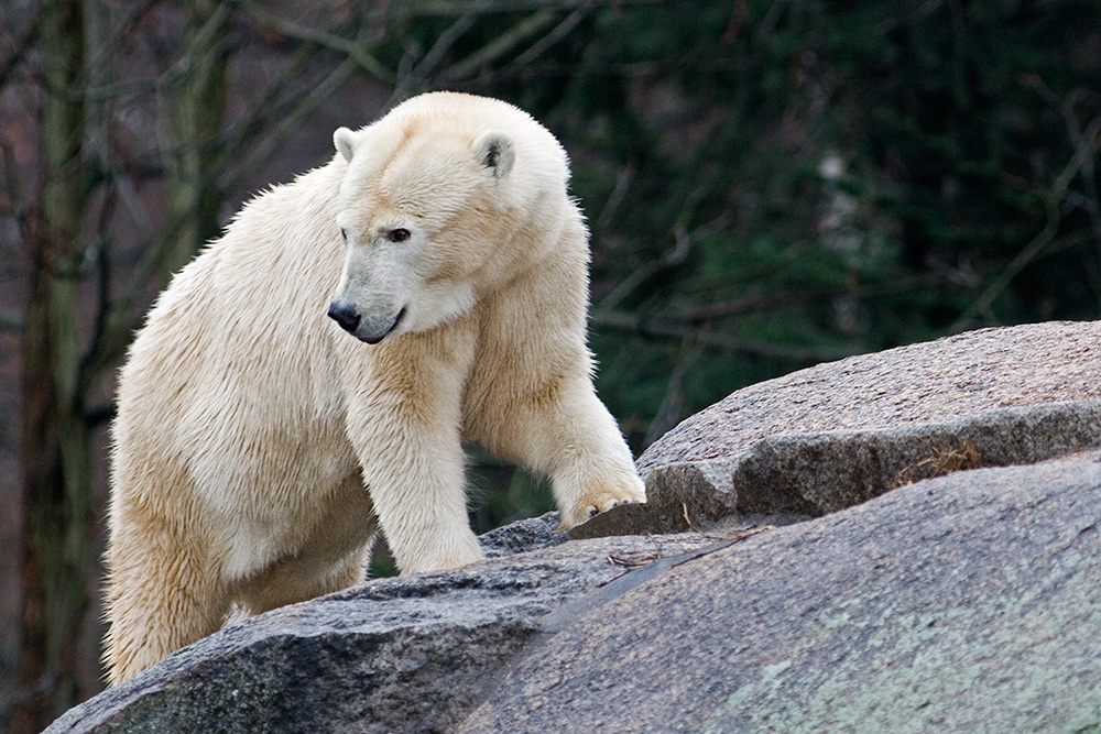 Eisbär