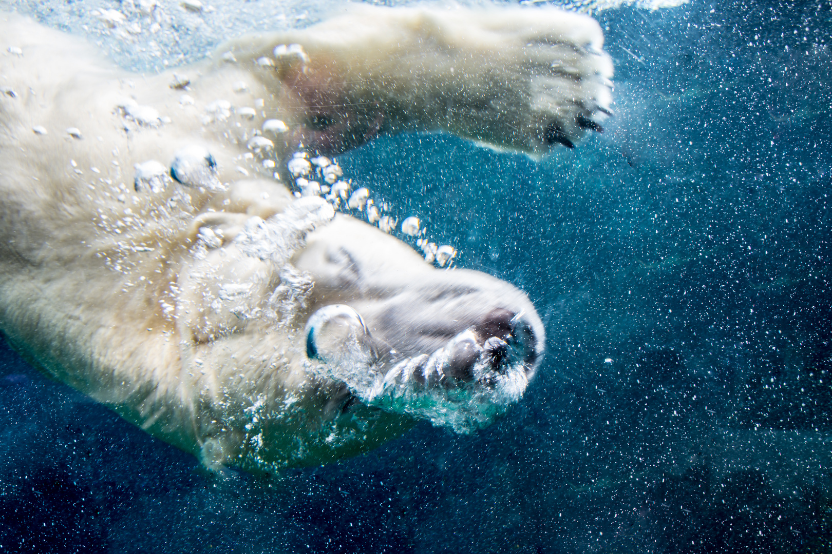 Eisbär