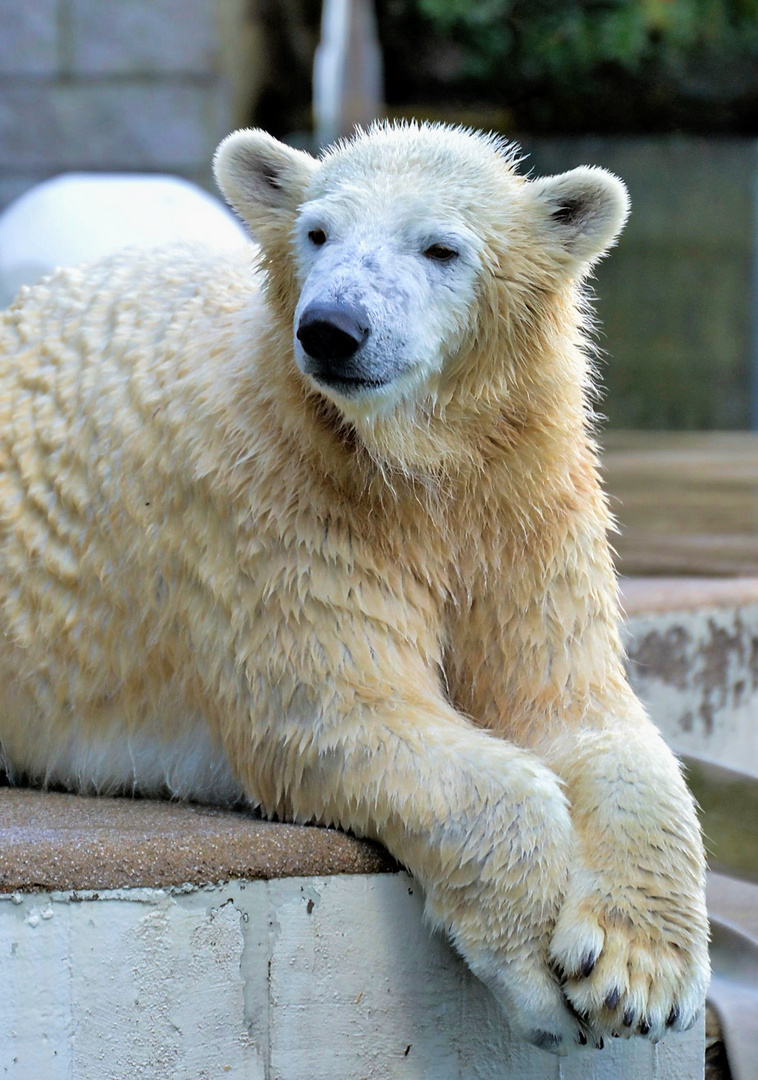 Eisbär