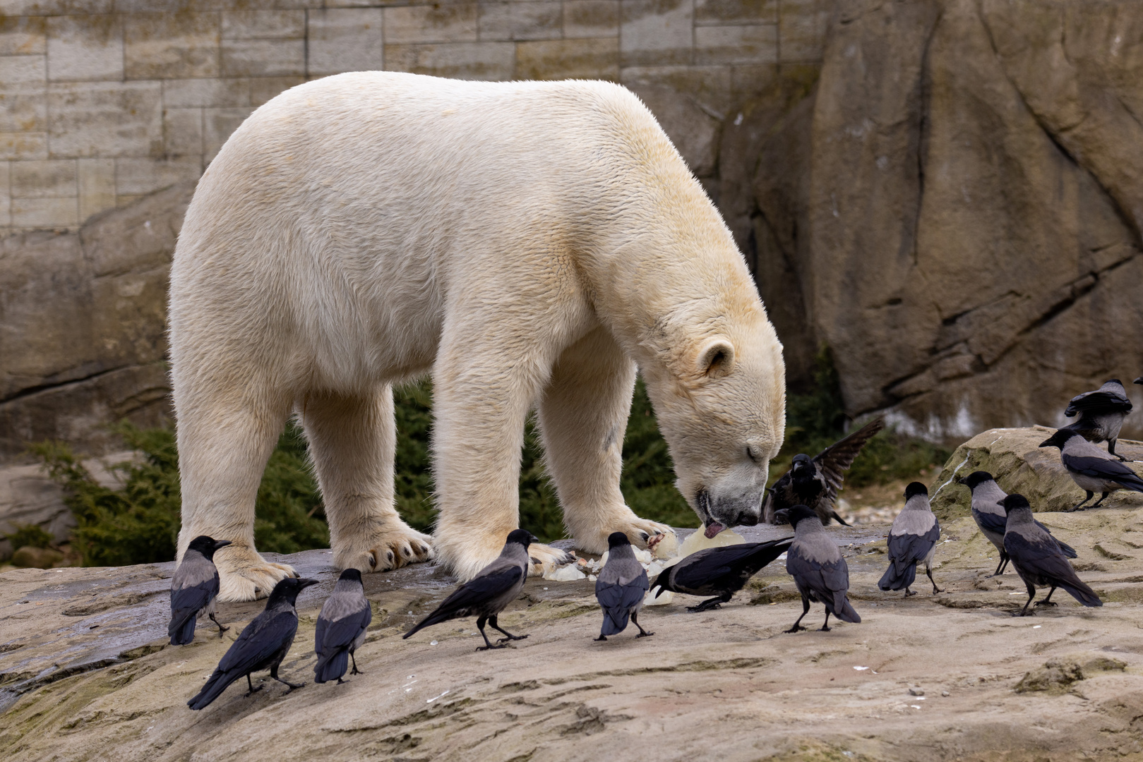 Eisbär