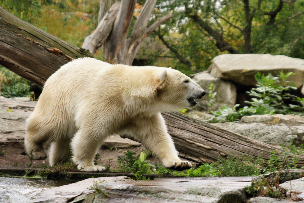 eisbär