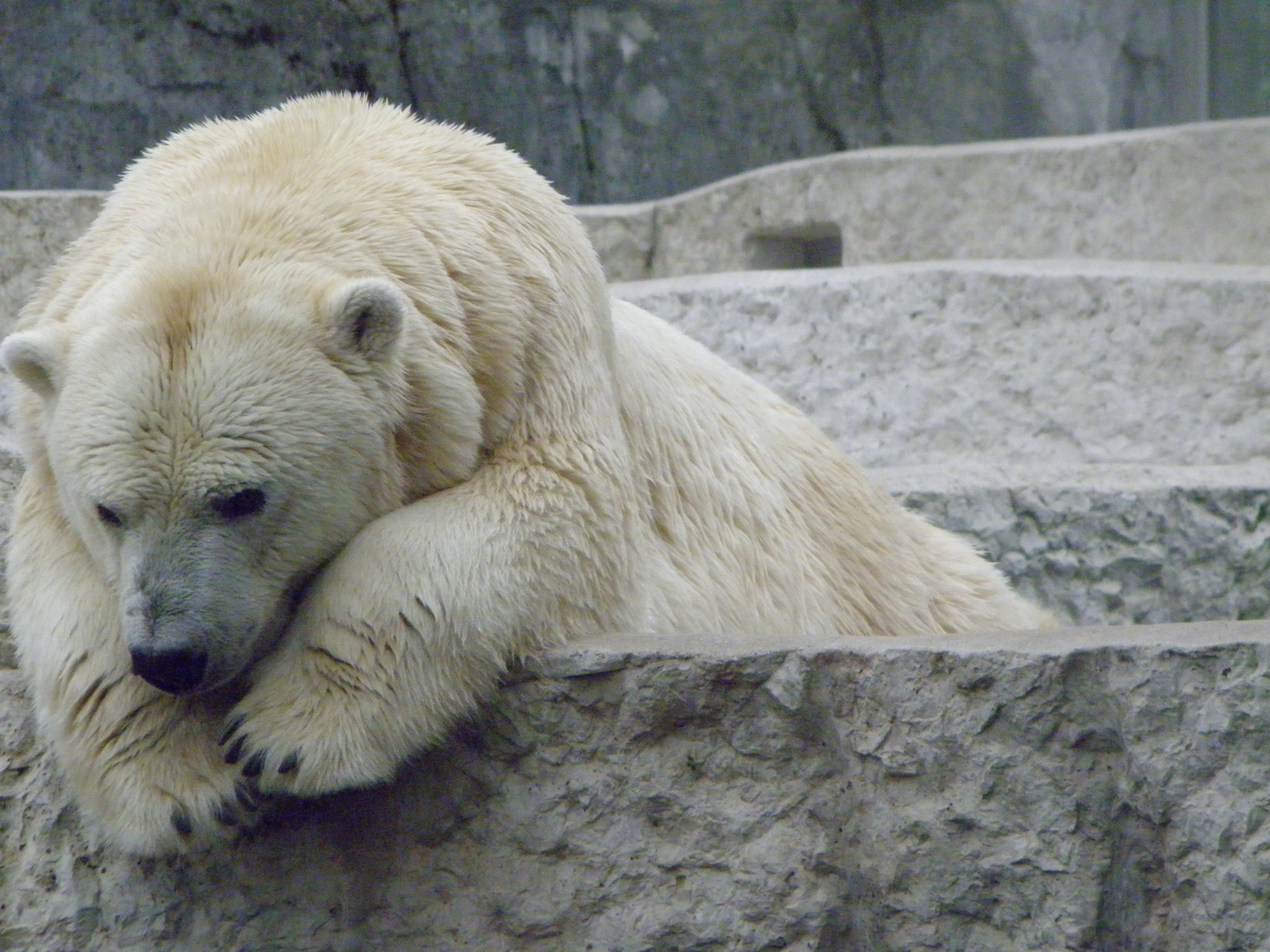 Eisbär