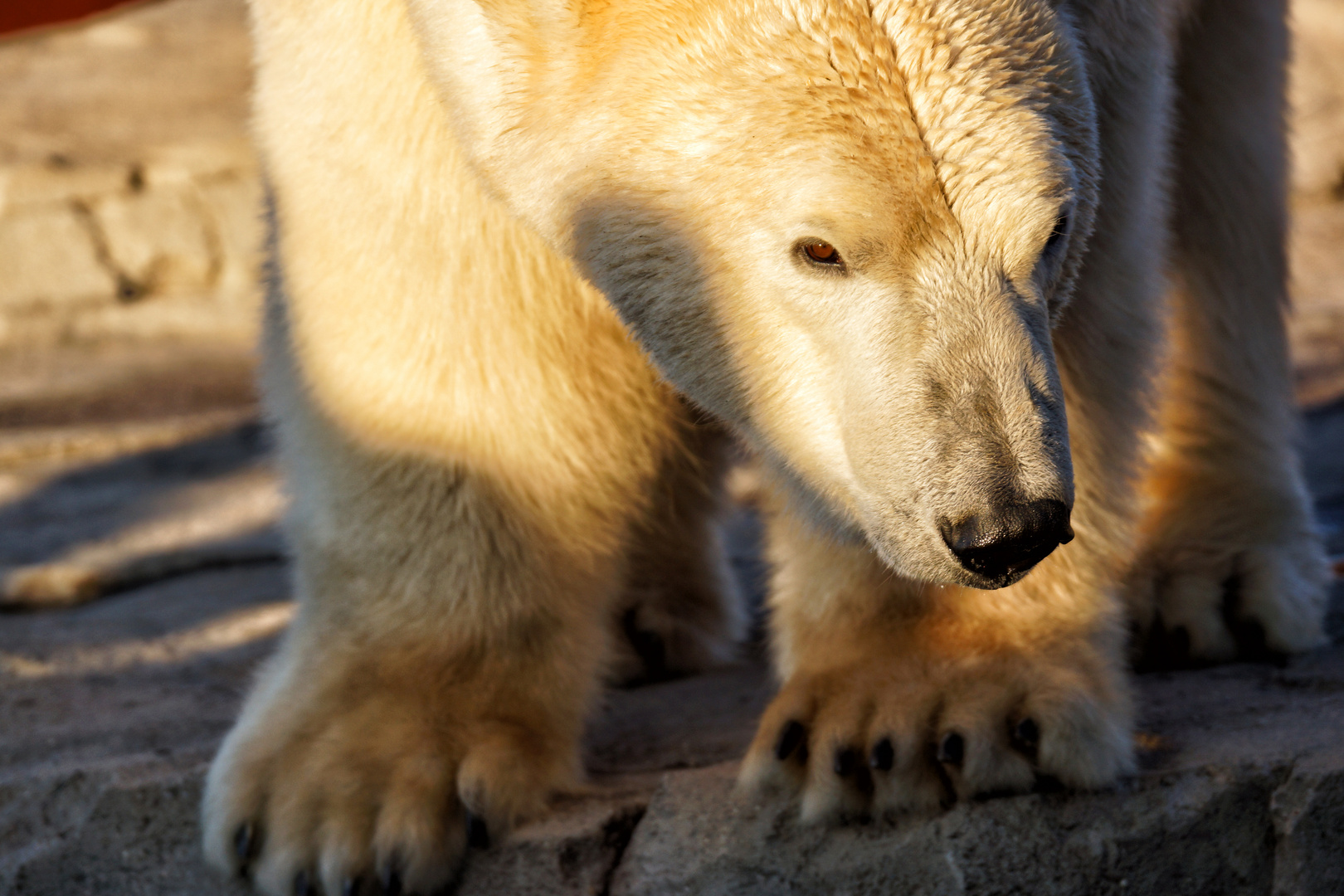 Eisbär