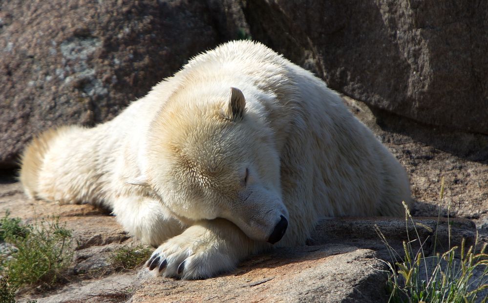 Eisbär...