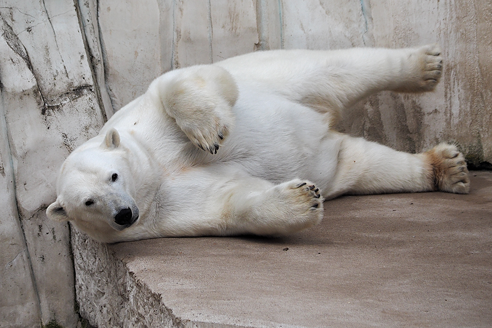 Eisbär