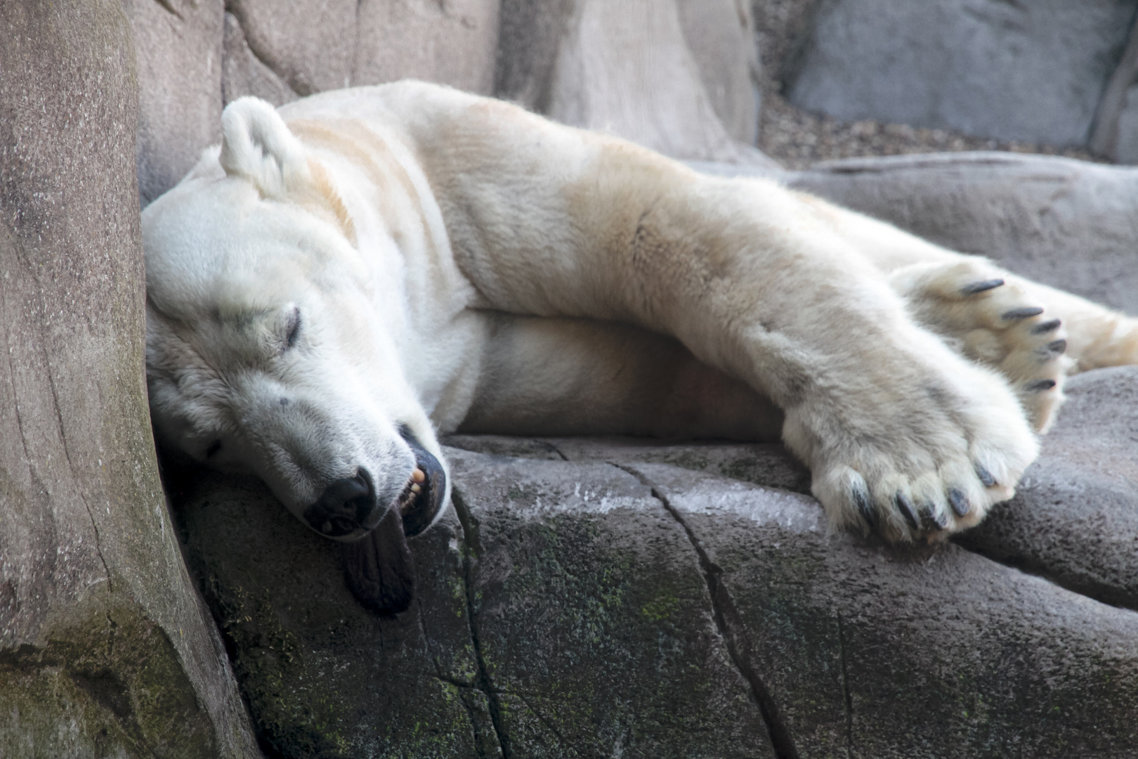 Eisbär