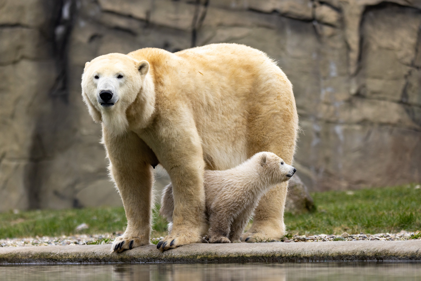 Eisbär