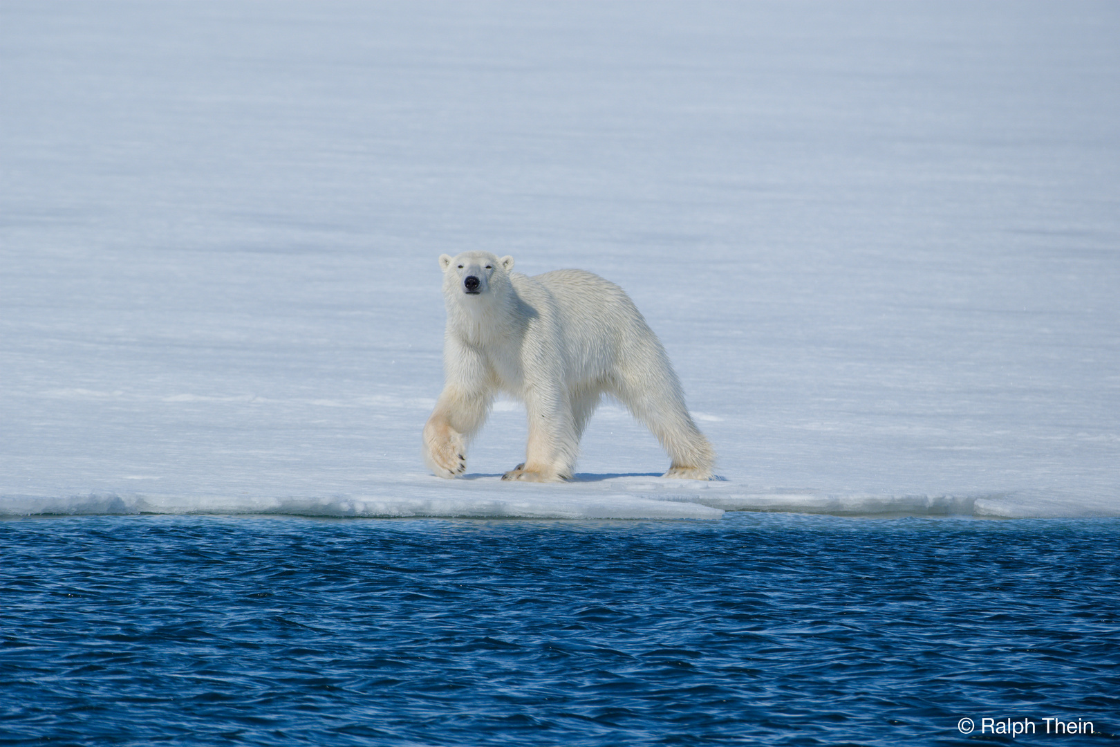 Eisbär