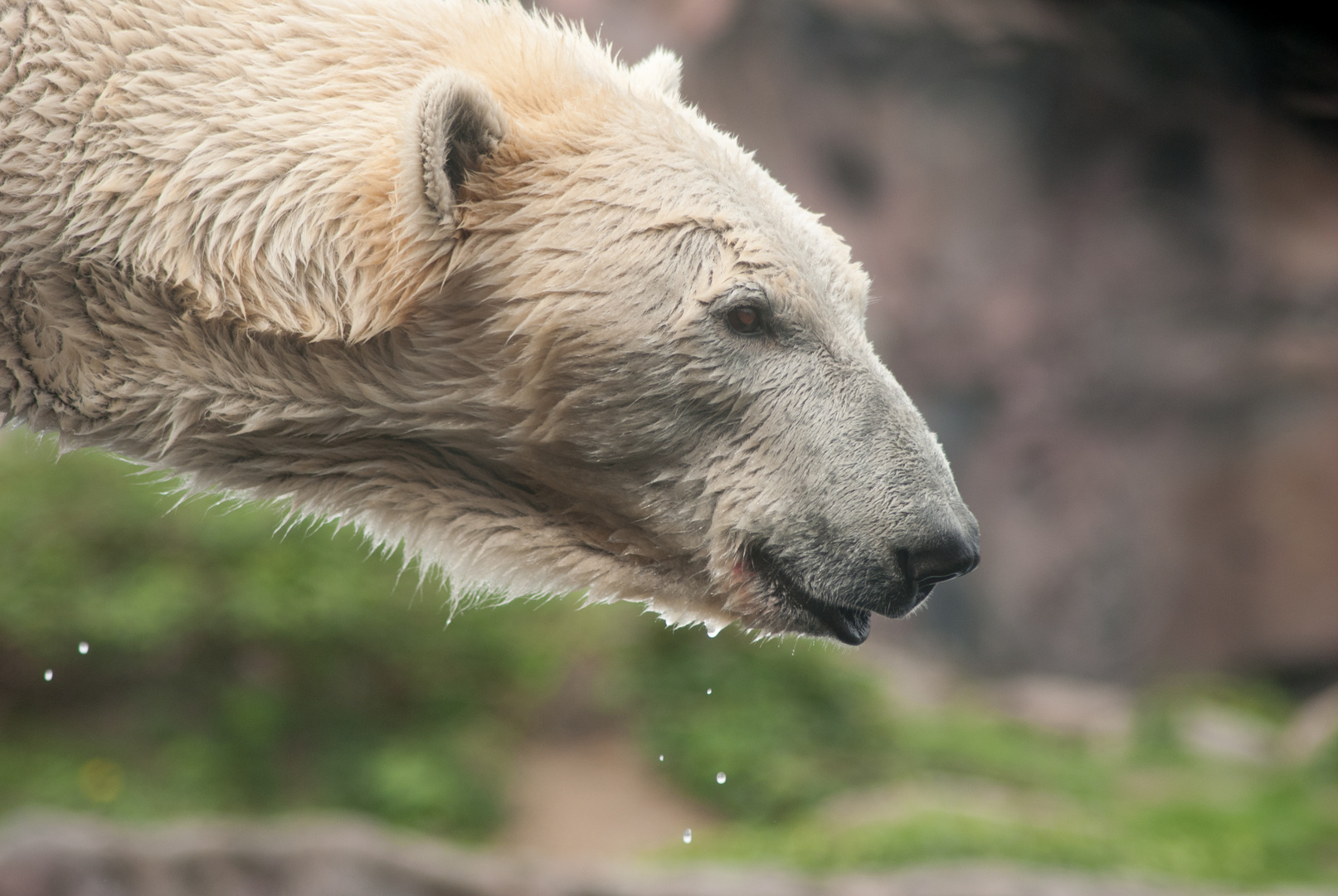 Eisbär