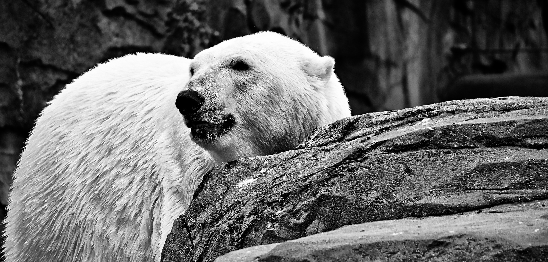 eisbär .