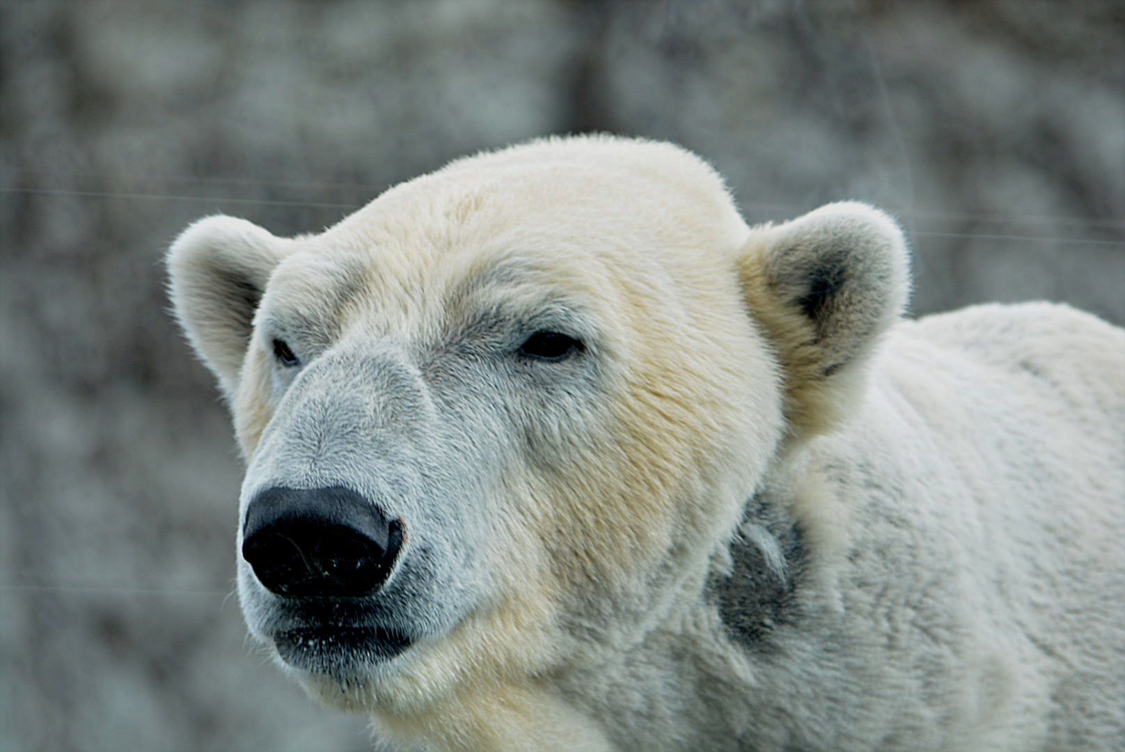 Eisbär Felix