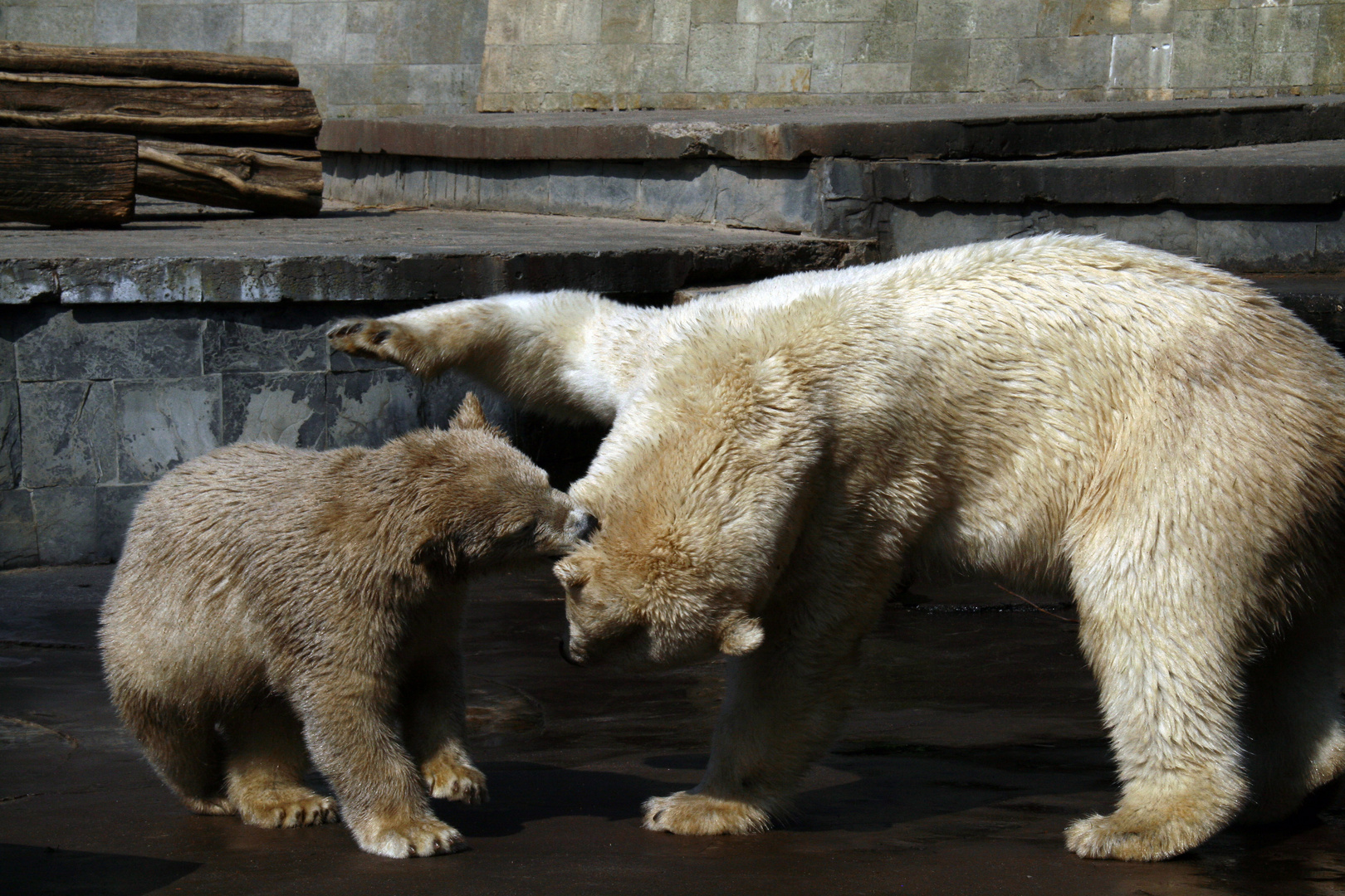 Eisbär Fiete - Zoopark Rostock