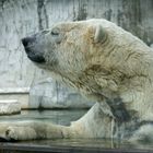 Eisbär Fotoshooting