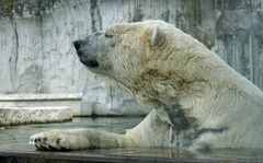 Eisbär Fotoshooting